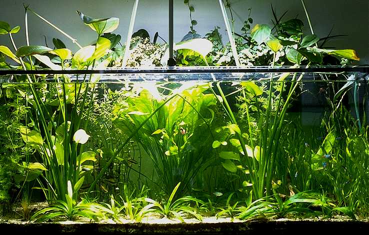 Aquarieneinrichtungen